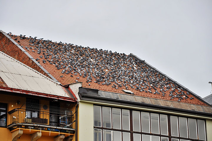 A2B Pest Control are able to install spikes to deter birds from roofs in Teddington. 