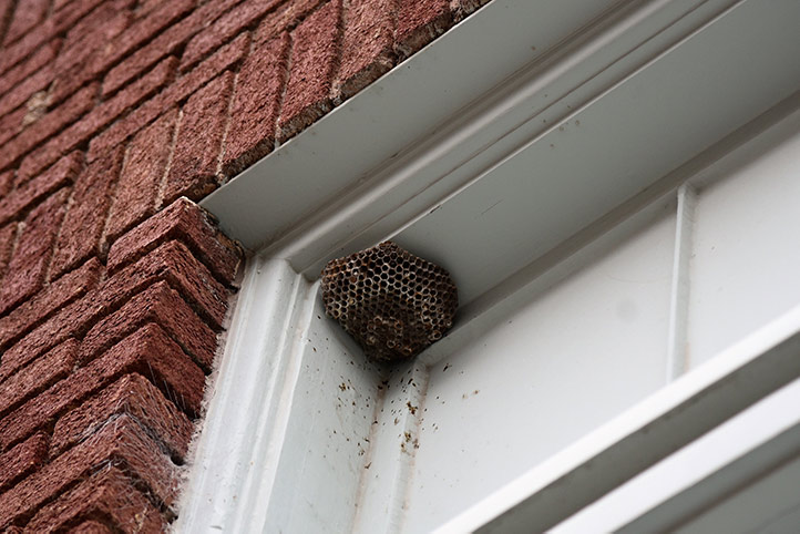 We provide a wasp nest removal service for domestic and commercial properties in Teddington.
